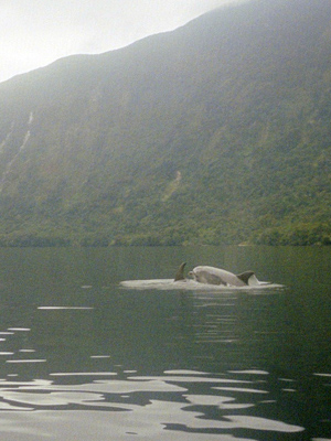 Dolphins in Doubtful Sound