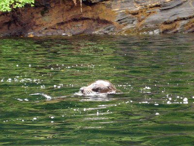 Sea lion in Doubtful Sound, New Zealand