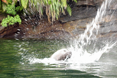 Sea lion with caught fish, Dobtful Sound, New Zealand