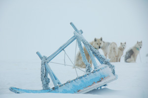 Dogsledging & whale watching, Lyngmarks Glacier, Disko Island, Greenland