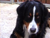 Bernese Mountain Dog