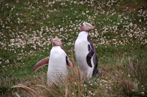 Yellow-eyed penguins